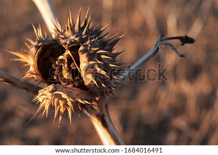 Almost opened dry spiky seed pod of Jimsonweed plant, latin name Datura Stramonium, known as hallucinogen and deliriant. Late afternoon sunshine. 