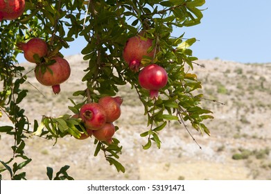 almost ripe pomegranate fruit hanging in the tree
