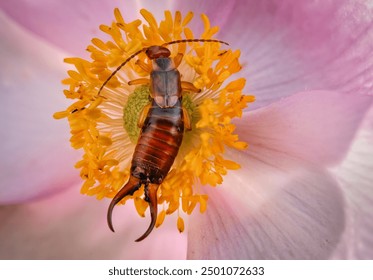 Alnarp, Scania, Sweden - August 03th 2024: the European common Earwig, 'Forficula auricularia', on a pink anemone flower