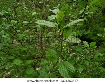 Alnus glutinosa, the common alder, black alder, European alder, European black alder is a species of tree in the family Betulaceae, native to most of Europe.