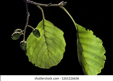 Alnus Glutinosa / European Black Alder