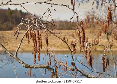 Alnus glutinosa. Inflorescences of black alder on the background of the river close-up. Selective focus - Shutterstock ID 2150407517