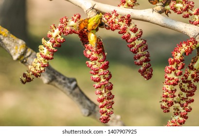 Alnus serrulata, the hazel alder or smooth alder. 
