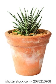 Aloa Houseplant In A Terracotta Plant Pot