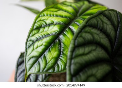 Alocasia Baginda Dragon Scale. Beautiful Plant That Have Harden-incredible Veined Texture Leaves Look Like Scale Of Dragon.