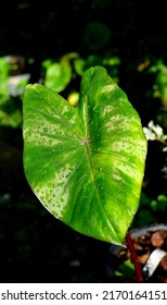 Alocasia  Black Opal  After Raining