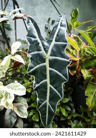 The alocasia kris ornamental plant in the yard is dark green with light green lines in the shape of a 