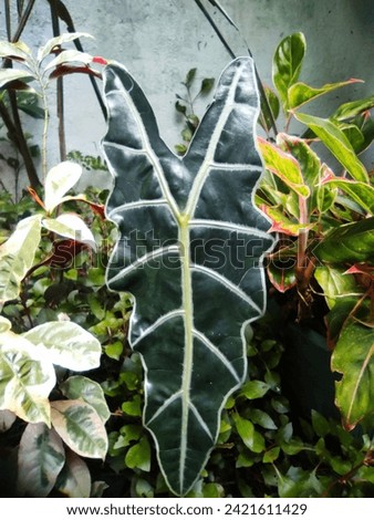 The alocasia kris ornamental plant in the yard is dark green with light green lines in the shape of a 