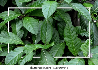 Alocasia Leaf In Tropical Climate In Flat Lay White Frame. Nature Frames Flat Lay. For Background With Space For Text. Natural Background