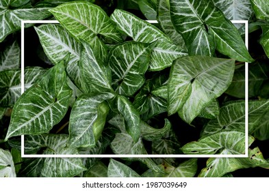 Alocasia Leaf In Tropical Climate In Flat Lay White Frame. Nature Frames Flat Lay. For Background With Space For Text. Natural Background