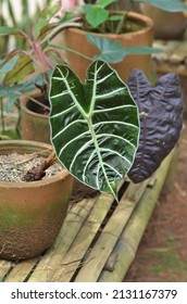 Alocasia longiloba Watsoniana, elephant’s ear, member of the Arum family, has large, beautifully patterned leaves that more rounded, like silvery-veined shields with very dark red-purple undersides.