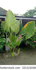 Alocasia Macrorrhizos Or Giant Taro