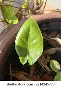 Alocasia Macrorrhizos Sapling In A Pot.