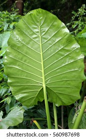 Alocasia Odora