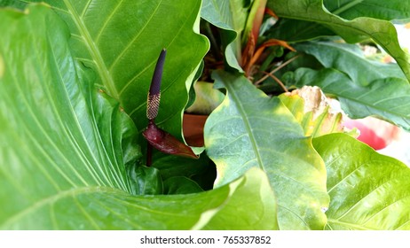 Alocasia Odora Foliage Nightscented Lily Giant Stock Photo 765337852 ...