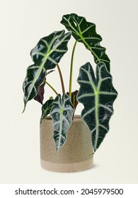 Alocasia Polly In A Ceramic Pot