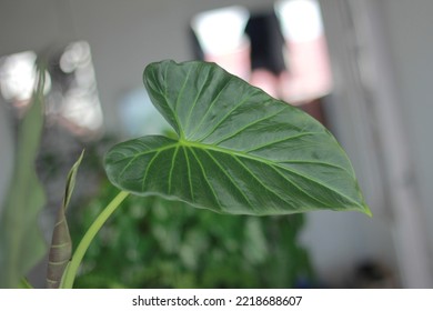 Alocasia Regal Shield Leaves So Beautiful