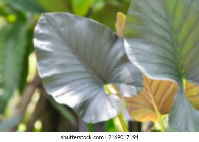 Alocasia Regal Shield ,Alocasia plant in the garden in blur background or soft focus 