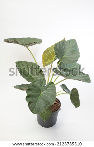 Alocasia Regal Shields - indoor plant 