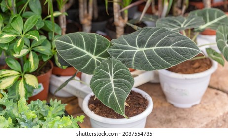 Alocasia Reginula Black Velvet In A White Pot