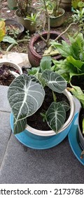 Alocasia Reginula In The Rain