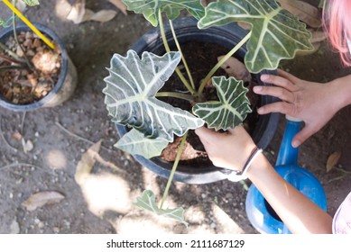 Alocasia Sanderiana Bull In Garden Of Urban