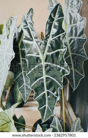 Alocasia sanderiana Bull in pot, Closeup of shiny leaf vein pattern of Kris plant