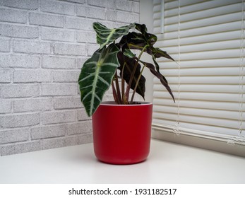 Alocasia Sanderiana, commonly known as the kris plant, is a genus of broad-leaved rhizomatous or tuberous perennial flowering plants from the family Araceae.