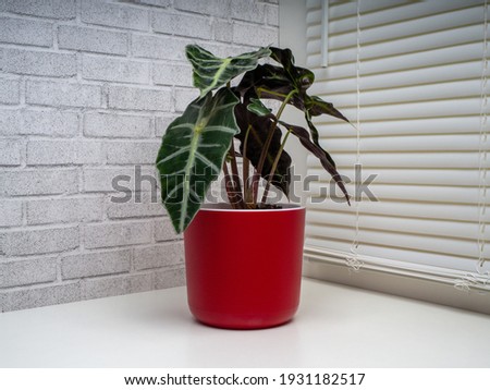 Alocasia Sanderiana, commonly known as the kris plant, is a genus of broad-leaved rhizomatous or tuberous perennial flowering plants from the family Araceae.