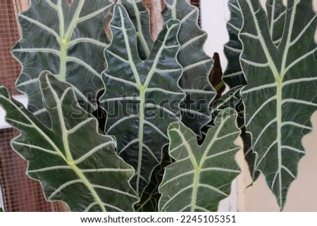 Alocasia sanderiana, commonly known as the kris plant is a plant in the family Araceae.