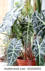 Alocasia Sanderiana. Houseplant.