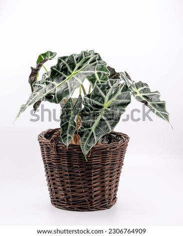 Alocasia Sanderiana isolated on white background. Green leaves of Sander's alocasia or the Kris Plant.