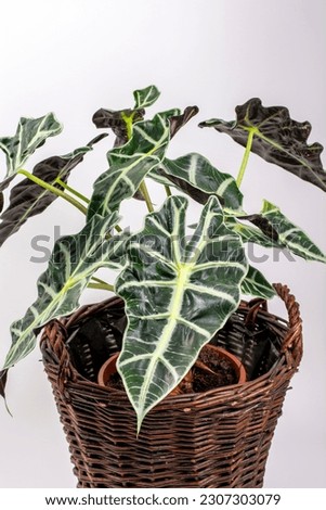 Alocasia Sanderiana isolated on white background. Green leaves of Sander's alocasia or the Kris Plant.
