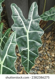 Alocasia sanderiana is also known as the kris plant because of the resemblance of its leaf edges to the wavy blade of the kalis sword