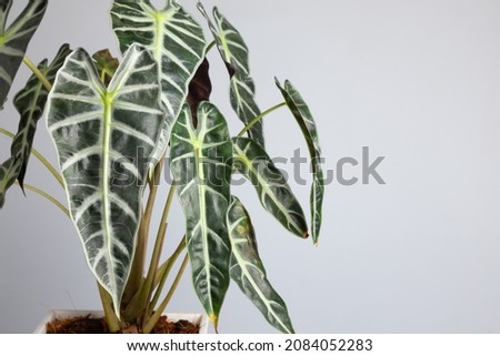 Alocasia sanderiana is known as kris plant because of the resemblance of its leaf edge to the wavy blade of the kalis dagger. It is a tropical perennial, with shiny, V-shape, and deeply lobed leave.