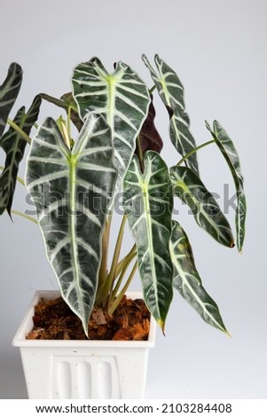 Alocasia sanderiana is known as kris plant. The kris plant is a plant with glossy leaves and a beautiful pattern that is popular for home decoration.