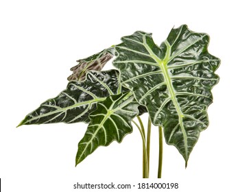 Alocasia sanderiana leaves, Kris plant, Exotic tropical leaf, isolated on white background with clipping path