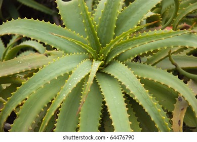 Aloe Arborescens