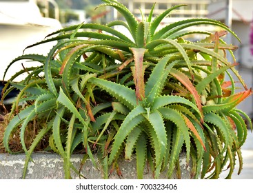 Aloe Arborescens