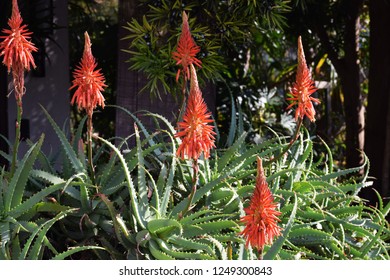 Aloe Arborescens Flowers