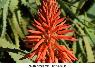 Aloe Arborescens Flowers