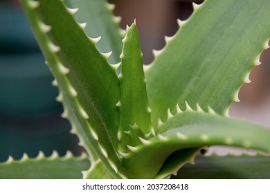 Aloe arborescens (krantz aloe or candelabra aloe) from the family 	Asphodelaceae. Aloe plant growing new leaves with small spikes. Easy to care about house plant. Succulent plant. Green background.