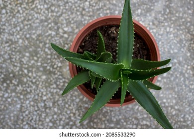 Aloe arborescens (krantz aloe or candelabra aloe) from the family Asphodelaceae. Aloe plant growing new leaves with small spikes. Easy to care about succulent perfect for home garden.