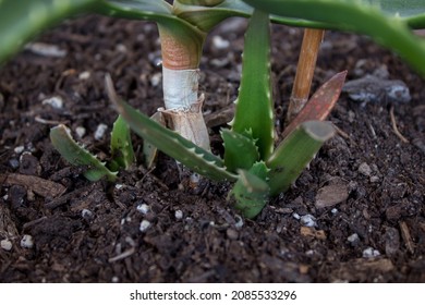 Aloe arborescens (krantz aloe or candelabra aloe) from the family Asphodelaceae. Aloe plant growing new leaves with small spikes. Easy to care about succulent perfect for home garden.