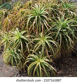 Aloe arborescens, the krantz aloe or candelabra aloe, is a species of flowering succulent perennial plant that belongs to the genus Aloe