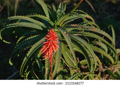 Aloe arborescens winter blooming succulent plant red flower