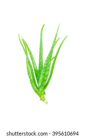  Aloe Barbadensis  Isolated On White