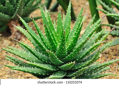 Aloe Barbadensis  Mill