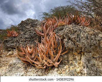                 Aloe Cameronii (Red Aloe) seen at Balashi Gold Mills Ruins, Aruba               