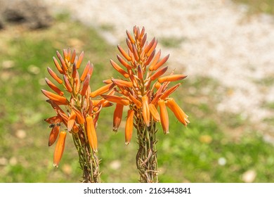 Aloe Candelabra Blooms In The Garden